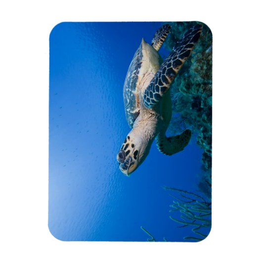 Kaimaninseln, Little Cayman Island, Unterwasser 2 Magnet (Vertikal)