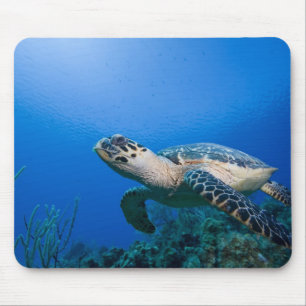 Kaimaninseln, Little Cayman Island, Unterwasser 2 Mousepad