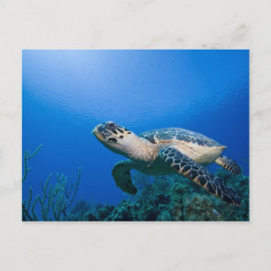 Kaimaninseln, Little Cayman Island, Unterwasser 2 Postkarte