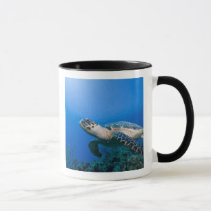 Kaimaninseln, Little Cayman Island, Unterwasser 2 Tasse