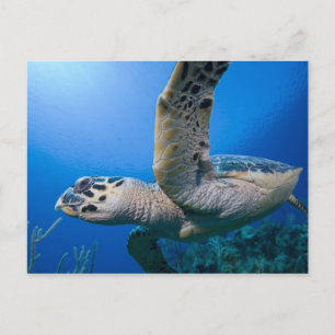 Kaimaninseln, Little Cayman Island, Unterwasser Postkarte
