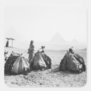 Kairo Ägypten, Kameljockeys Giza-Pyramiden (NR) Quadratischer Aufkleber