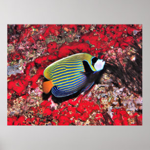 Kaiser Angelfish auf den Malediven Poster