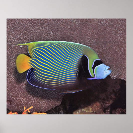 Kaiser Angelfish II Poster (Vorne)