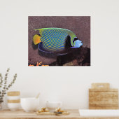 Kaiser Angelfish II Poster (Küche)