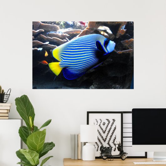 Kaiser Angelfish Poster (Heimbüro)