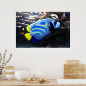 Kaiser Angelfish Poster (Küche)