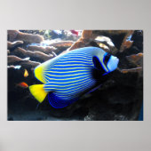 Kaiser Angelfish Poster (Vorne)