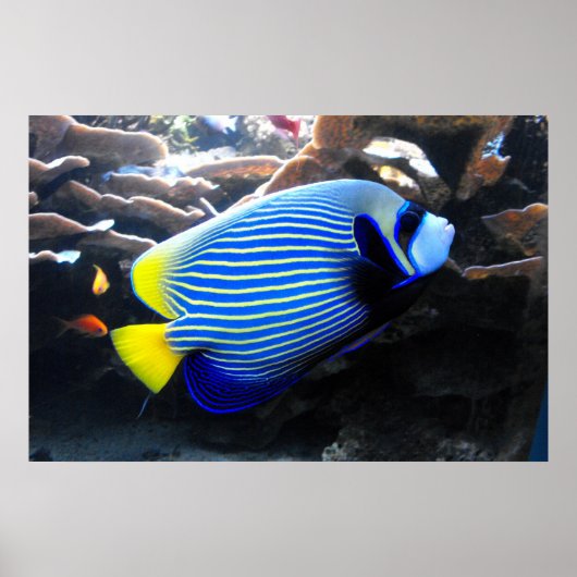Kaiser Angelfish Poster (Vorne)