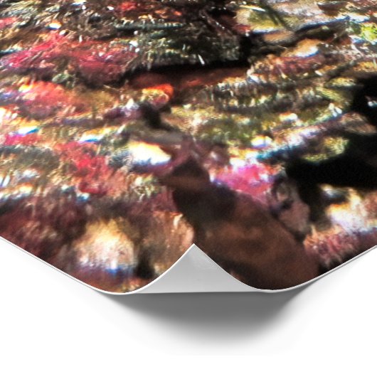 Kaiser Angelfish Poster (Ecke)