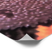 Kaiser Angelfish-Raja Ampat Poster (Ecke)