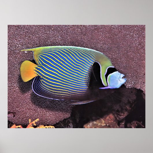 Kaiser Angelfish-Raja Ampat Poster (Vorne)