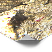 Kaiser Angelfish von Raja Ampat Poster (Ecke)