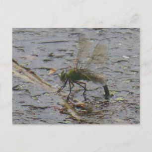 Kaiser Dragonfly Nah DIY Postkarte