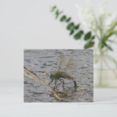 Kaiser Dragonfly Nah DIY Postkarte (Stehend Vorderseite)