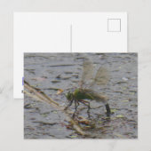 Kaiser Dragonfly Nah DIY Postkarte (Vorne/Hinten)