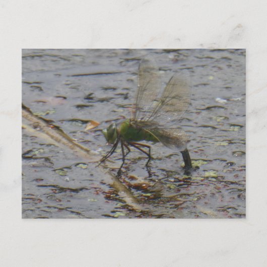 Kaiser Dragonfly Nah DIY Postkarte (Vorderseite)