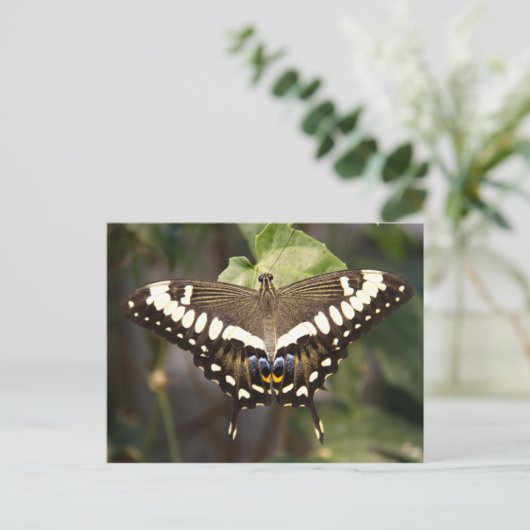 Kaiser Frack Butterfly Postkarte (Stehend Vorderseite)