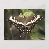 Kaiser Frack Butterfly Postkarte (Vorderseite)
