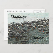 Kaiser Gänse am Strand Postkarte (Vorne/Hinten)