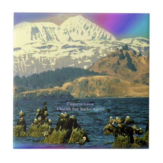 Kaiser Gänse in Chiniak Bay in der Nähe von Chinia Fliese (Vorderseite)