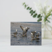 Kaiser Gänse, Insel Unalaska Postkarte (Stehend Vorderseite)