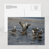 Kaiser Gänse, Insel Unalaska Postkarte (Vorne/Hinten)