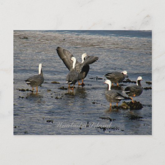 Kaiser Gänse, Insel Unalaska Postkarte (Vorderseite)