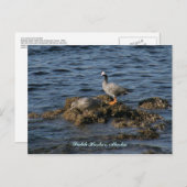 Kaiser Goose & Great Gray Gull, Niederländischer H Postkarte (Vorne/Hinten)