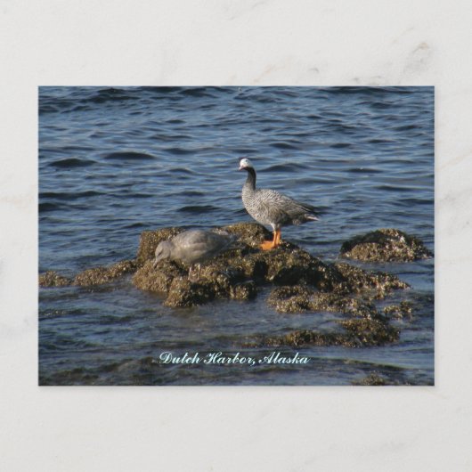 Kaiser Goose & Great Gray Gull, Niederländischer H Postkarte (Vorderseite)