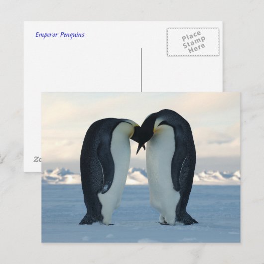 Kaiser Kiss Postkarte (Vorne/Hinten)