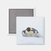 Kaiser Penguin (Aptenodytes forsteri) 2 Magnet (Vorderseite/Rückseite)