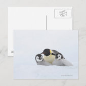 Kaiser Penguin (Aptenodytes forsteri) 2 Postkarte (Vorne/Hinten)