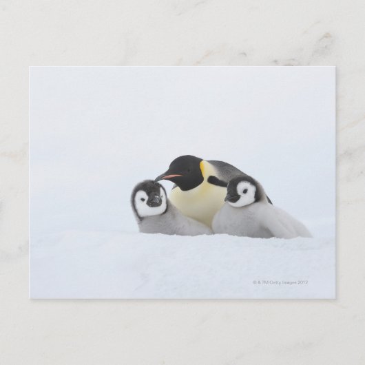 Kaiser Penguin (Aptenodytes forsteri) 2 Postkarte (Vorderseite)