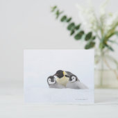 Kaiser Penguin (Aptenodytes forsteri) 2 Postkarte (Stehend Vorderseite)