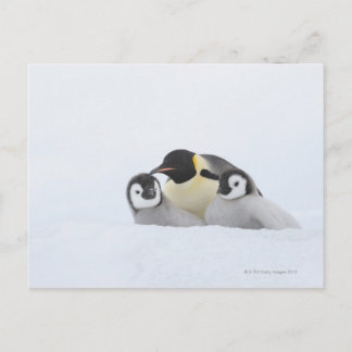 Kaiser Penguin (Aptenodytes forsteri) 2 Postkarte