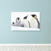 Kaiser Penguin (Aptenodytes forsteri) Leinwanddruck (Insitu (Holzboden))