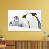 Kaiser Penguin (Aptenodytes forsteri) Leinwanddruck (Insitu (Wohnzimmer))