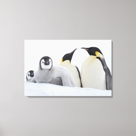 Kaiser Penguin (Aptenodytes forsteri) Leinwanddruck (Vorderseite)