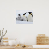 Kaiser Penguin (Aptenodytes forsteri) Poster (Küche)