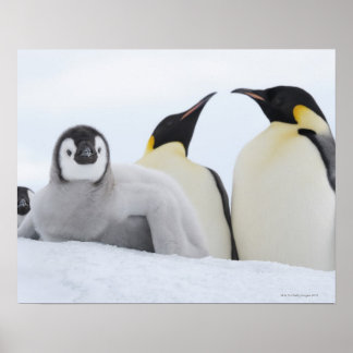Kaiser Penguin (Aptenodytes forsteri) Poster