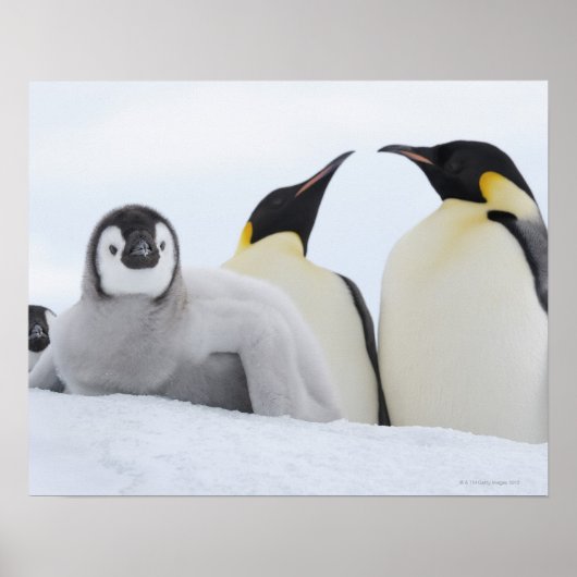 Kaiser Penguin (Aptenodytes forsteri) Poster (Vorne)