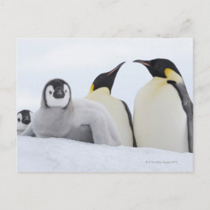 Kaiser Penguin (Aptenodytes forsteri) Postkarte