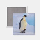 Kaiser Penguin | Aptenodytes Magnet (Vorderseite/Rückseite)