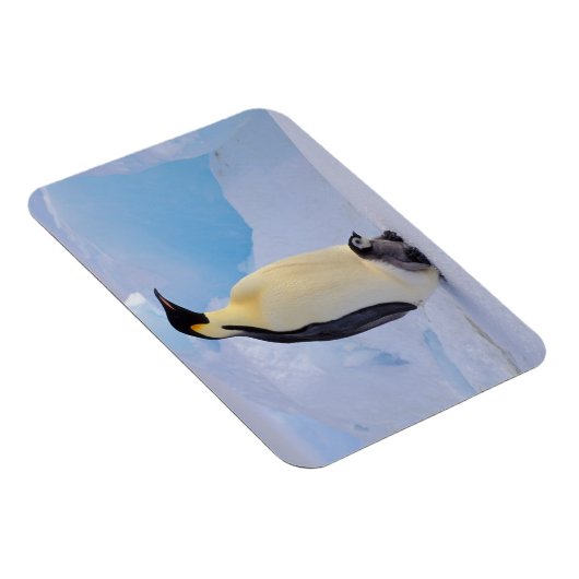 Kaiser Penguin | Aptenodytes Magnet (Rechte Seite)