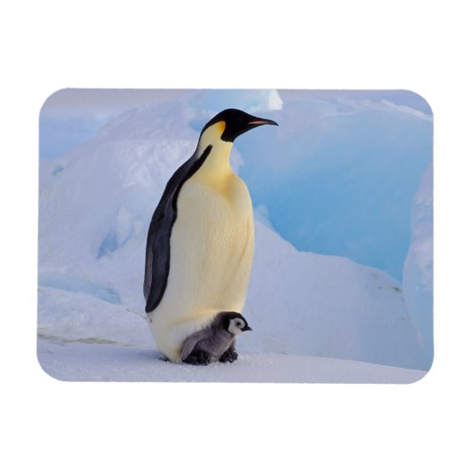 Kaiser Penguin | Aptenodytes Magnet (Horizontal)