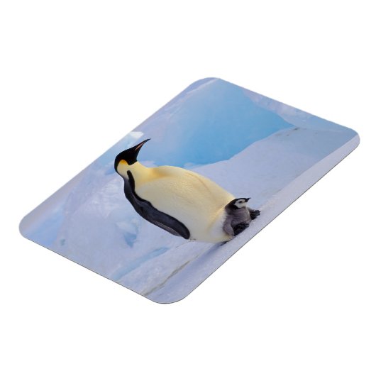 Kaiser Penguin | Aptenodytes Magnet (Linke Seite)