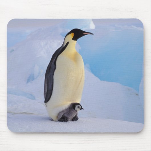 Kaiser Penguin | Aptenodytes Mousepad (Vorne)