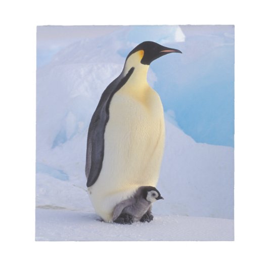 Kaiser Penguin | Aptenodytes Notizblock (Vorderseite)