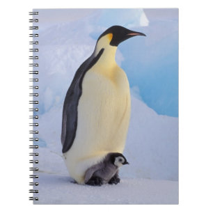 Kaiser Penguin Aptenodytes Notizblock
